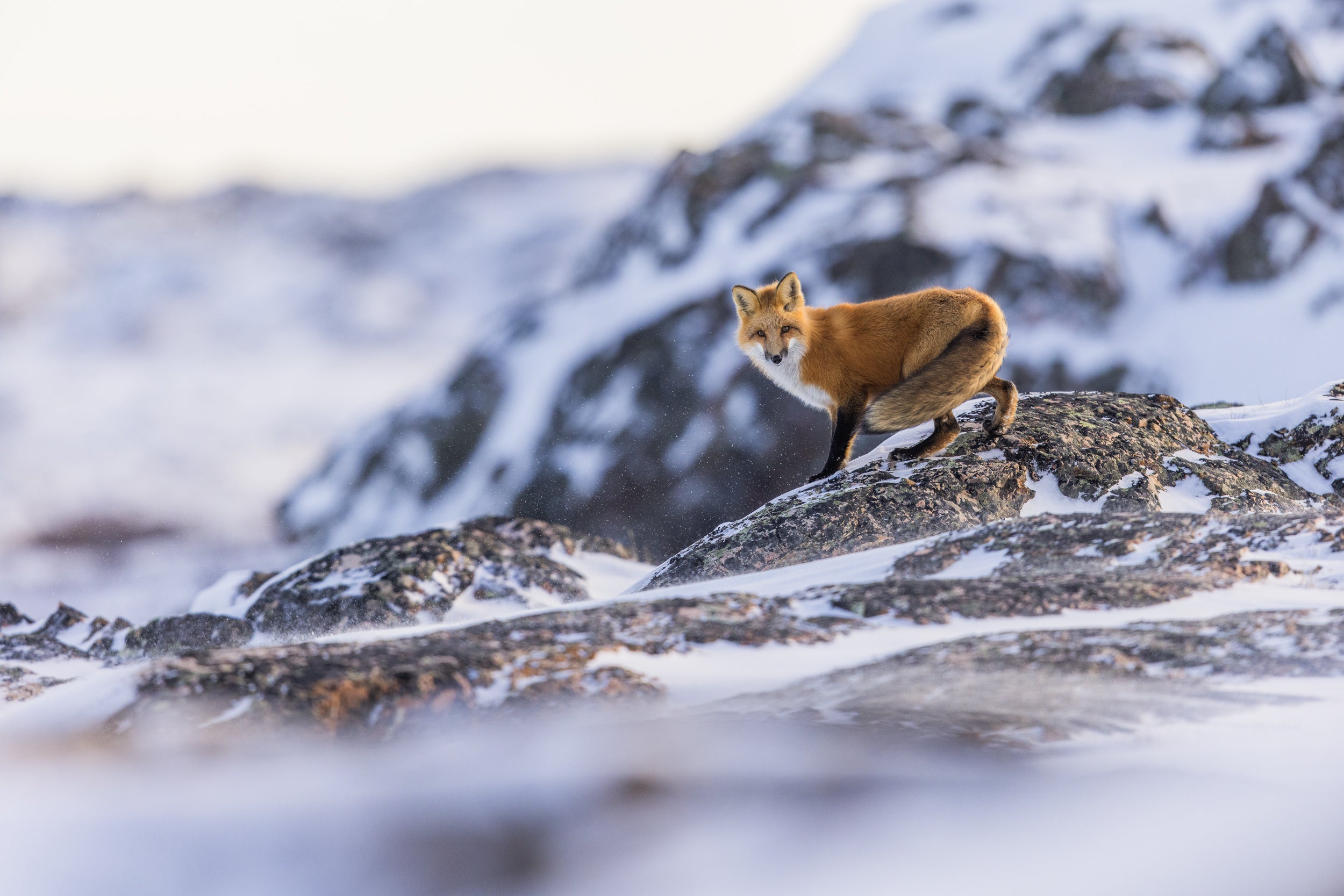 Renard roux - Hiver 085