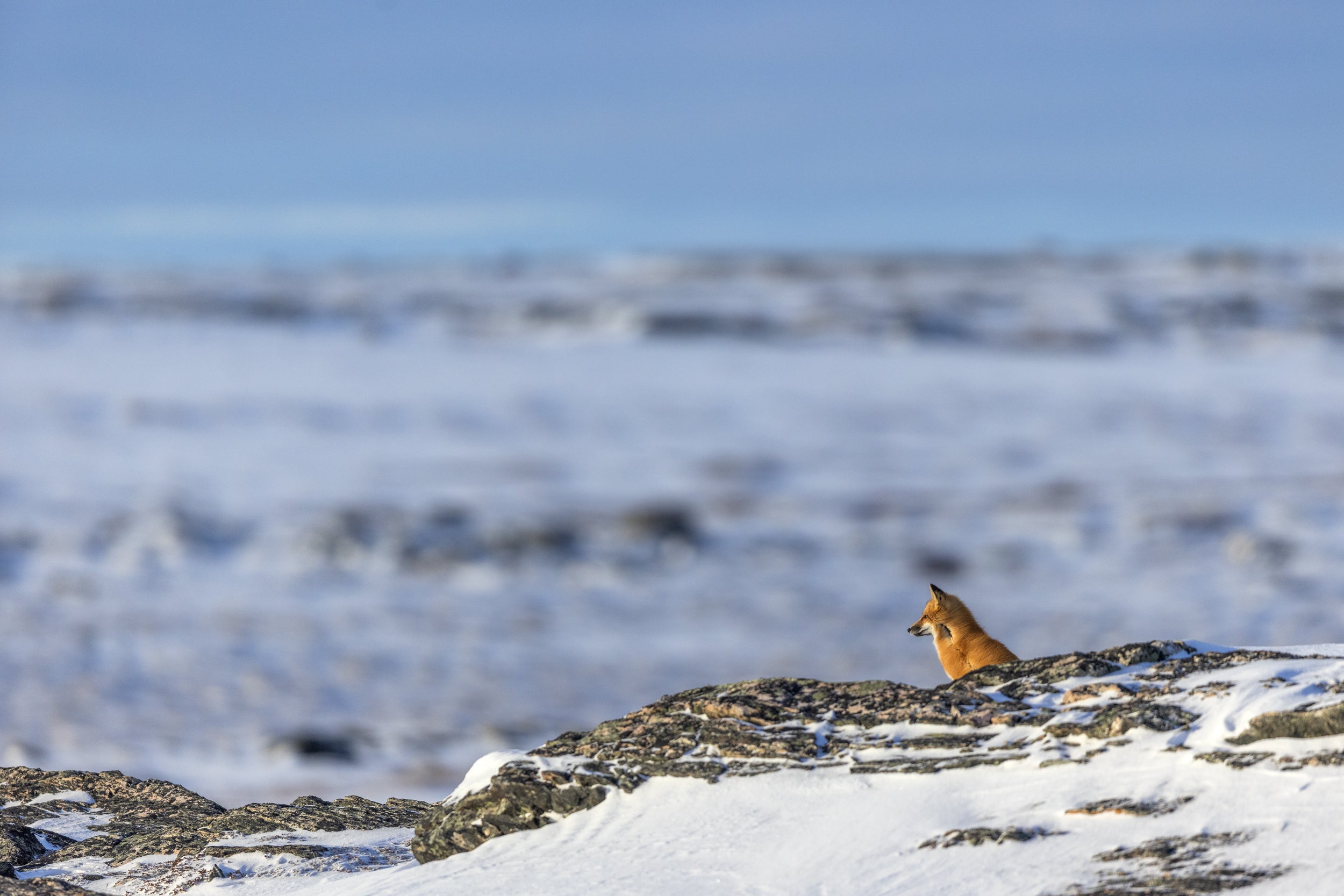Renard roux - Hiver 089