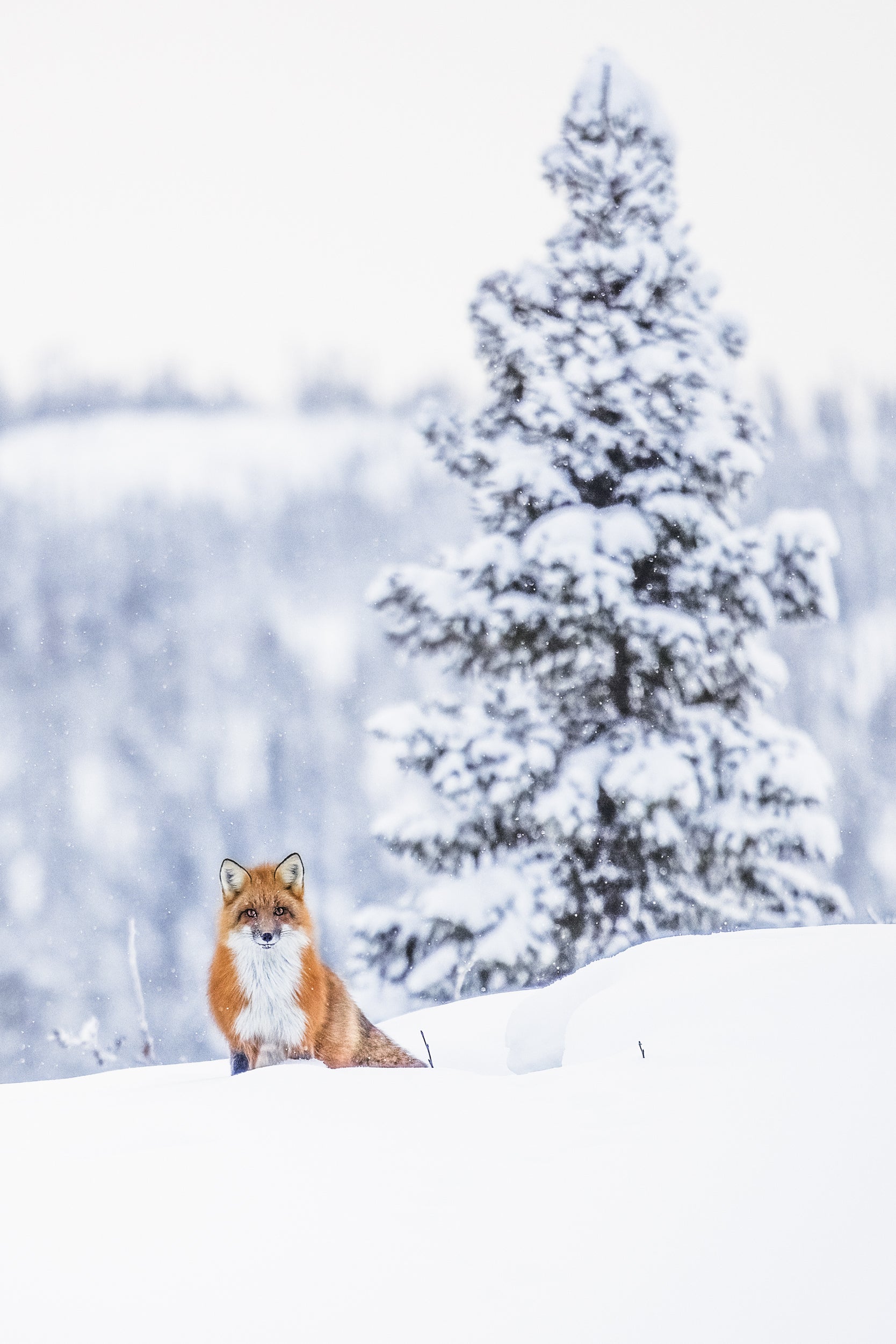 Renard roux - Hiver 095