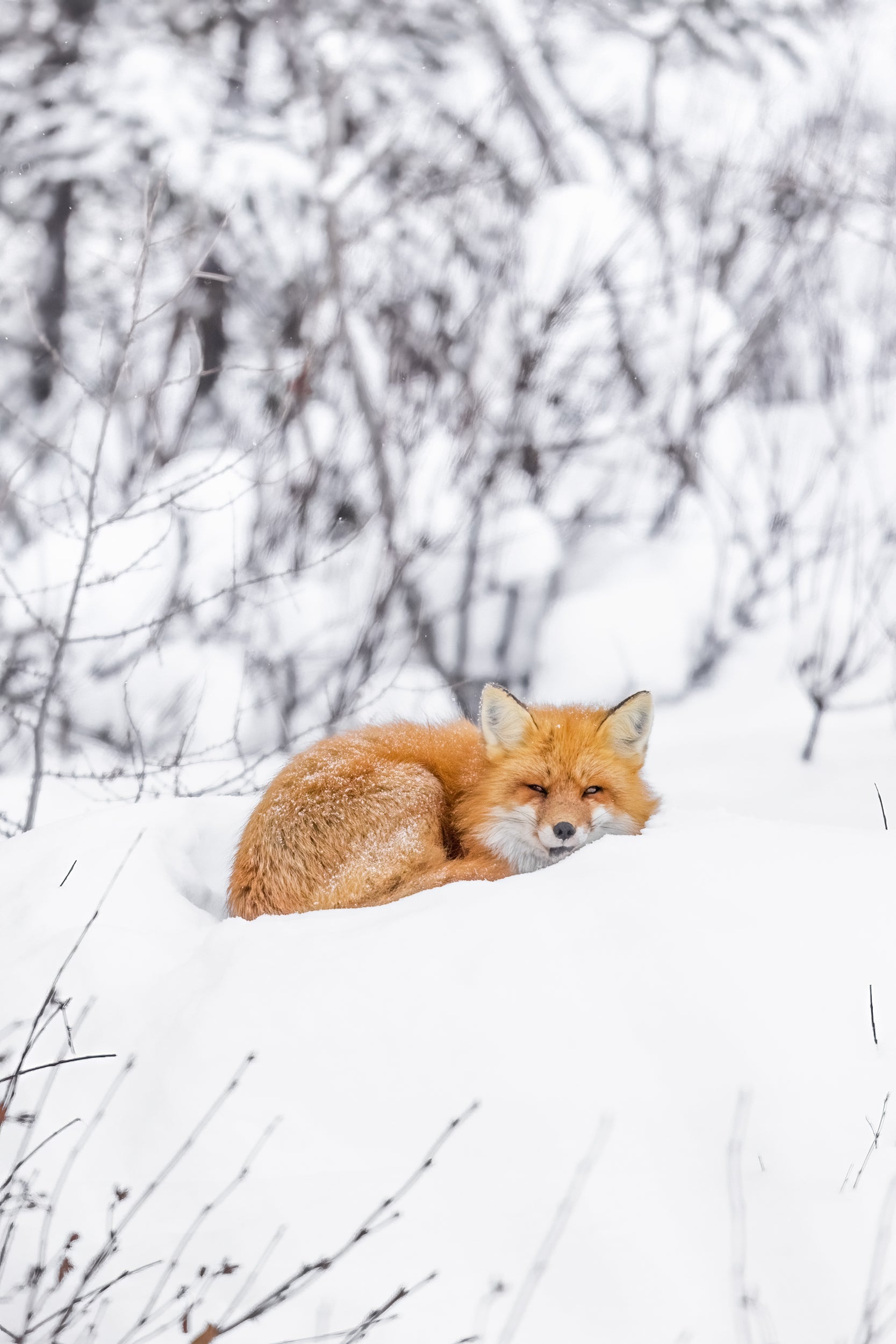 Renard roux - Hiver 096