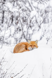 Renard roux - Hiver 096