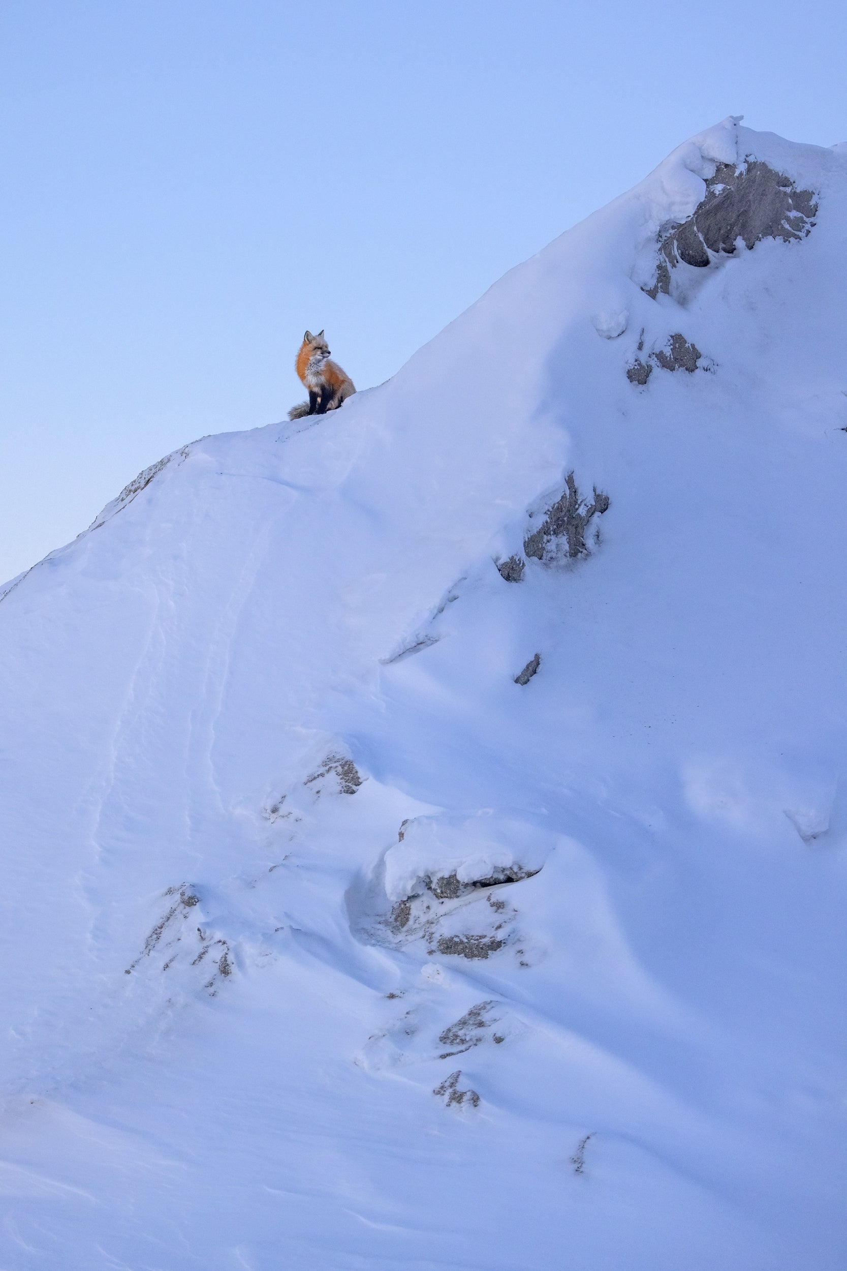 Renard roux - Hiver 098