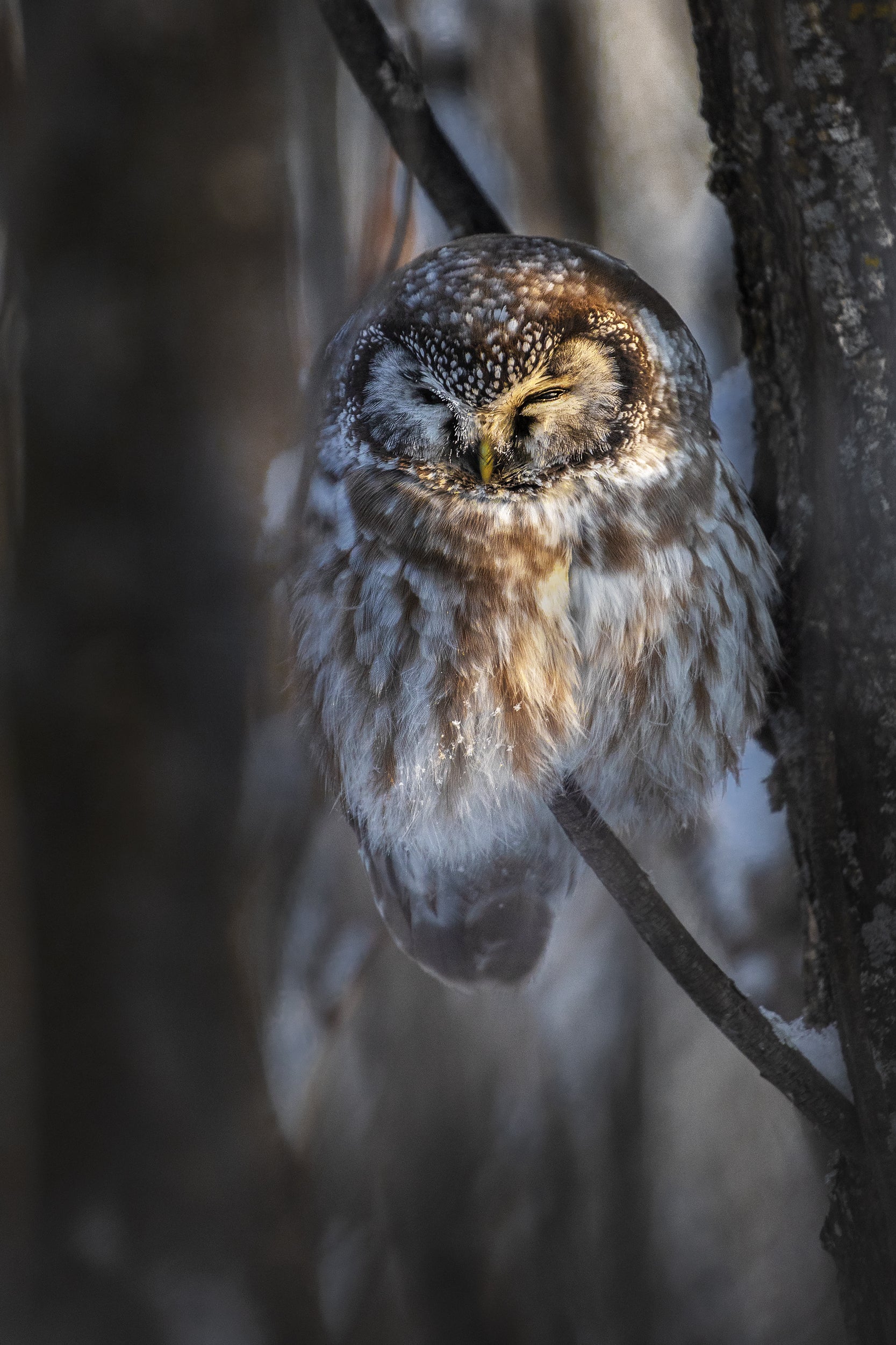 Nyctale de Tengmalm 005