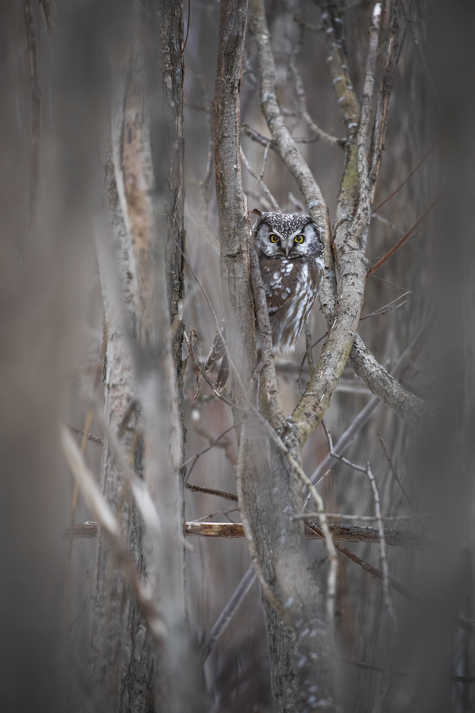 Nyctale de Tengmalm 006