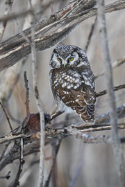 Nyctale de Tengmalm 009