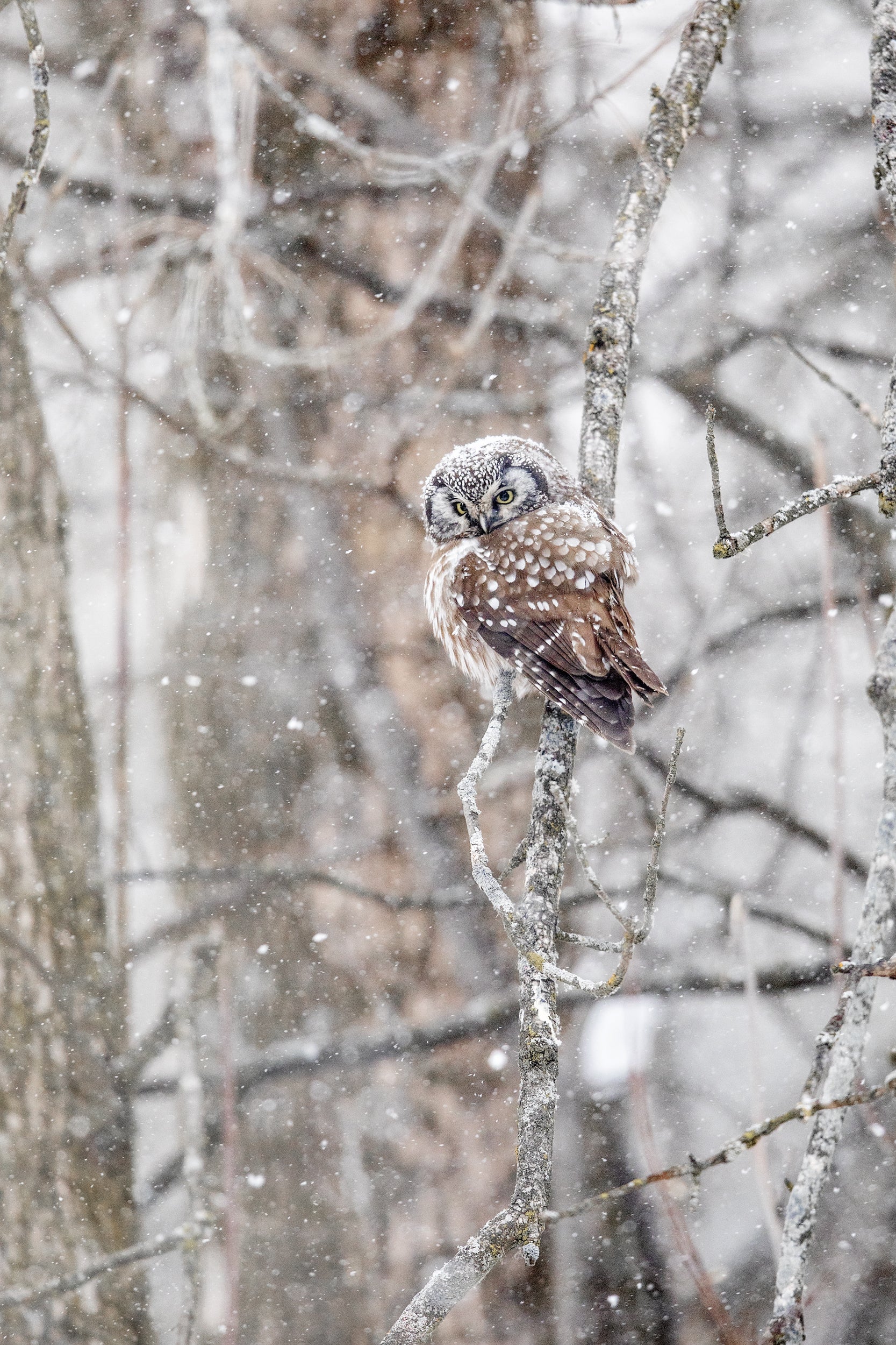 Nyctale de Tengmalm 012