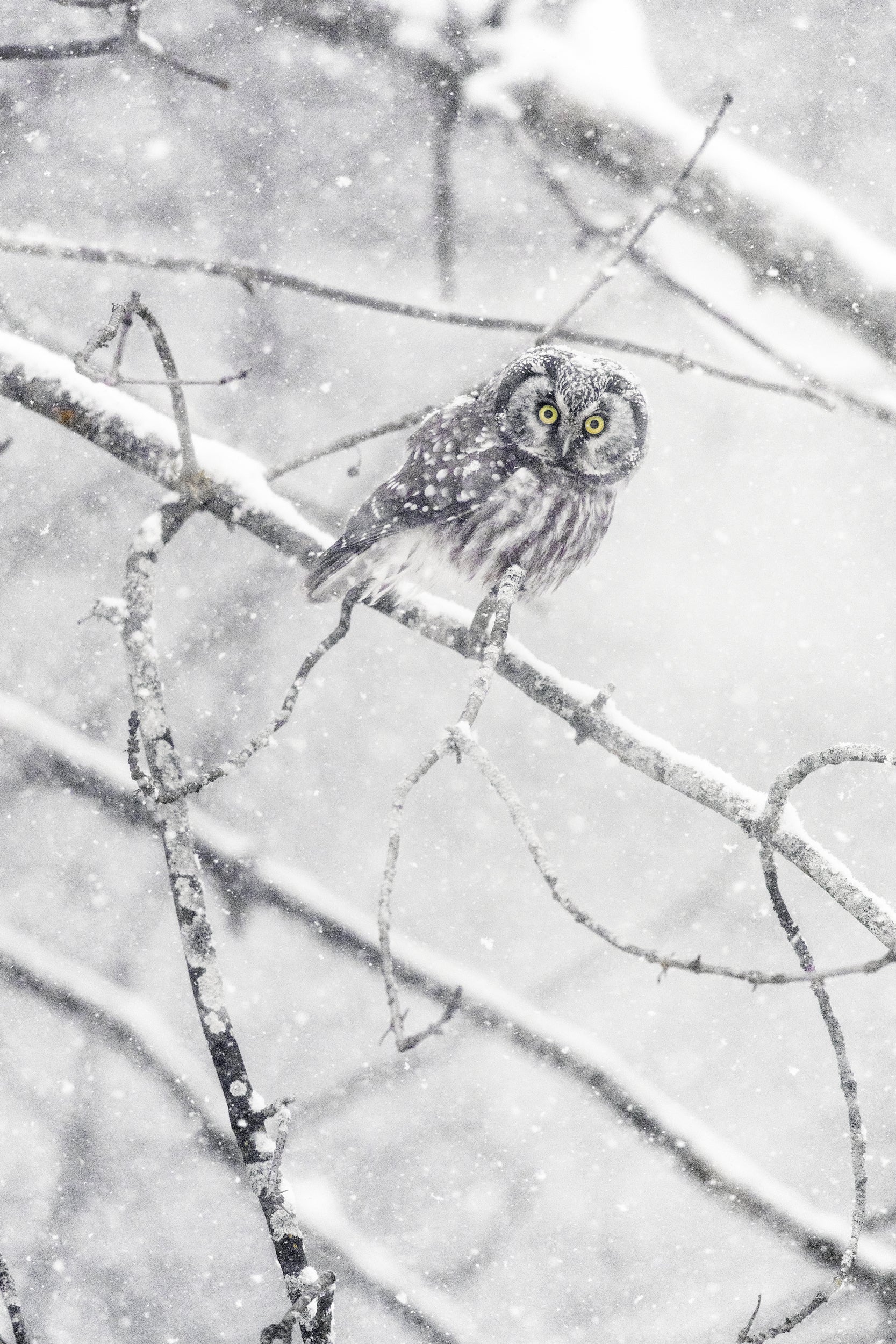 Nyctale de Tengmalm 014