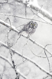 Nyctale de Tengmalm 014