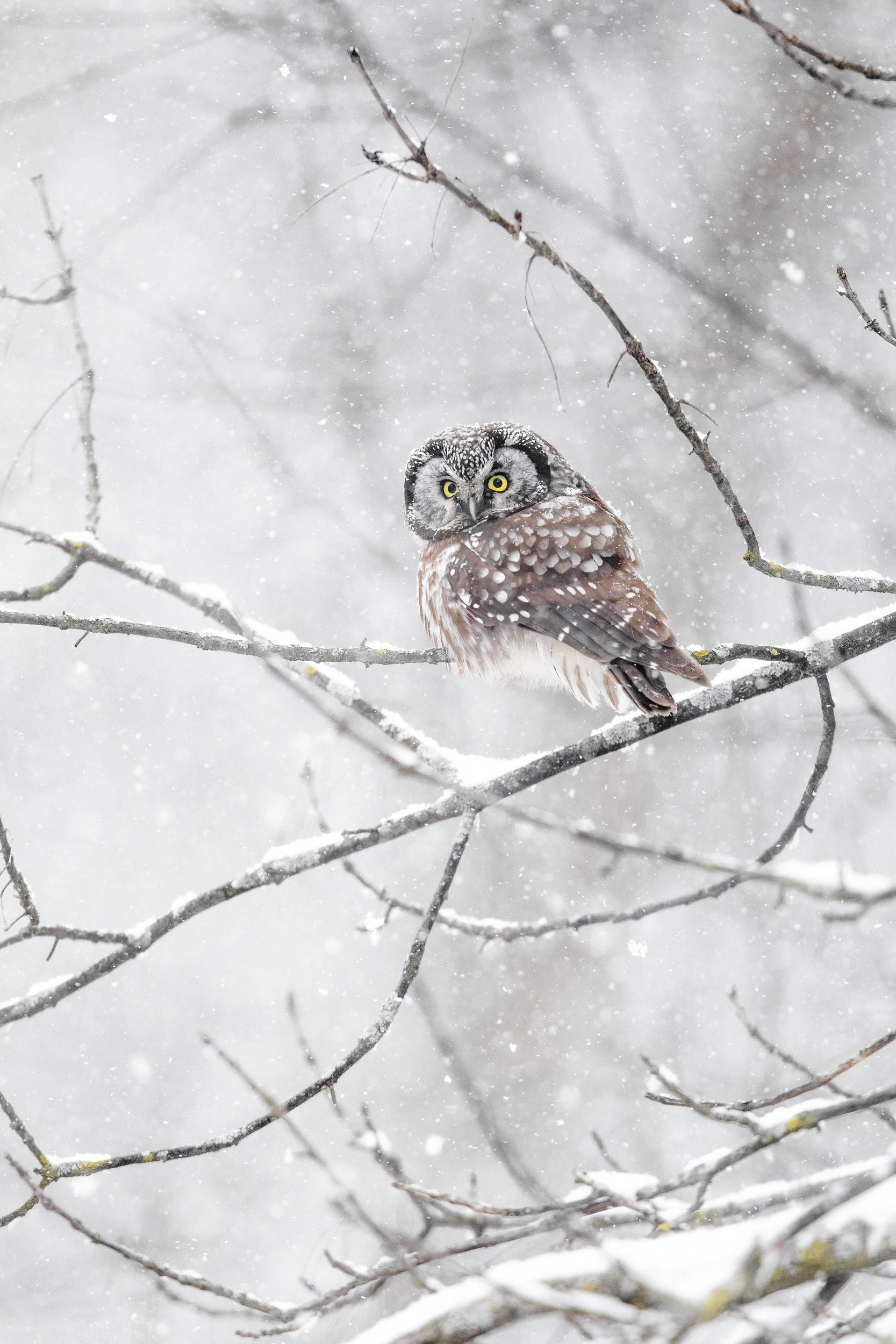 Nyctale de Tengmalm 016