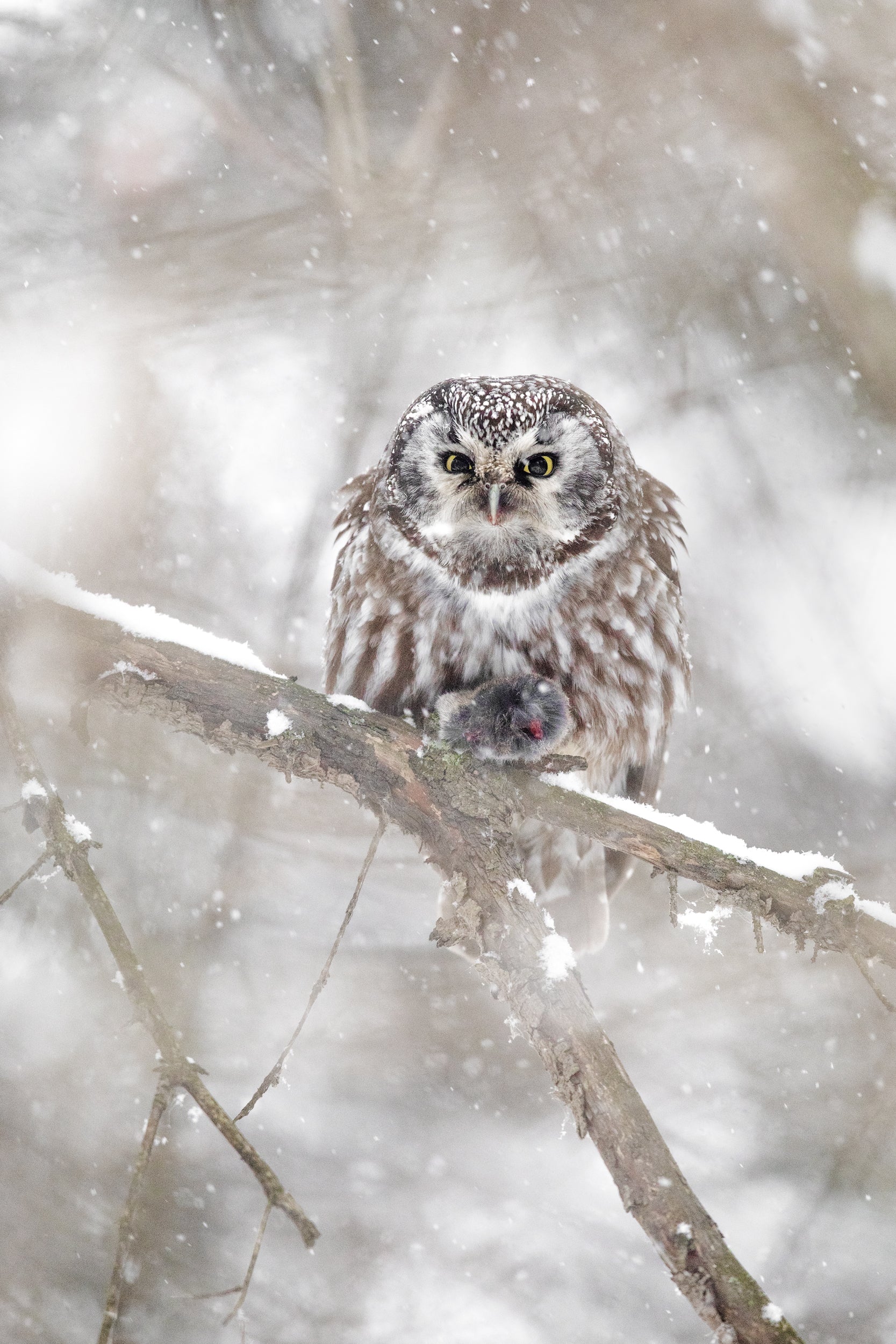 Nyctale de Tengmalm 017