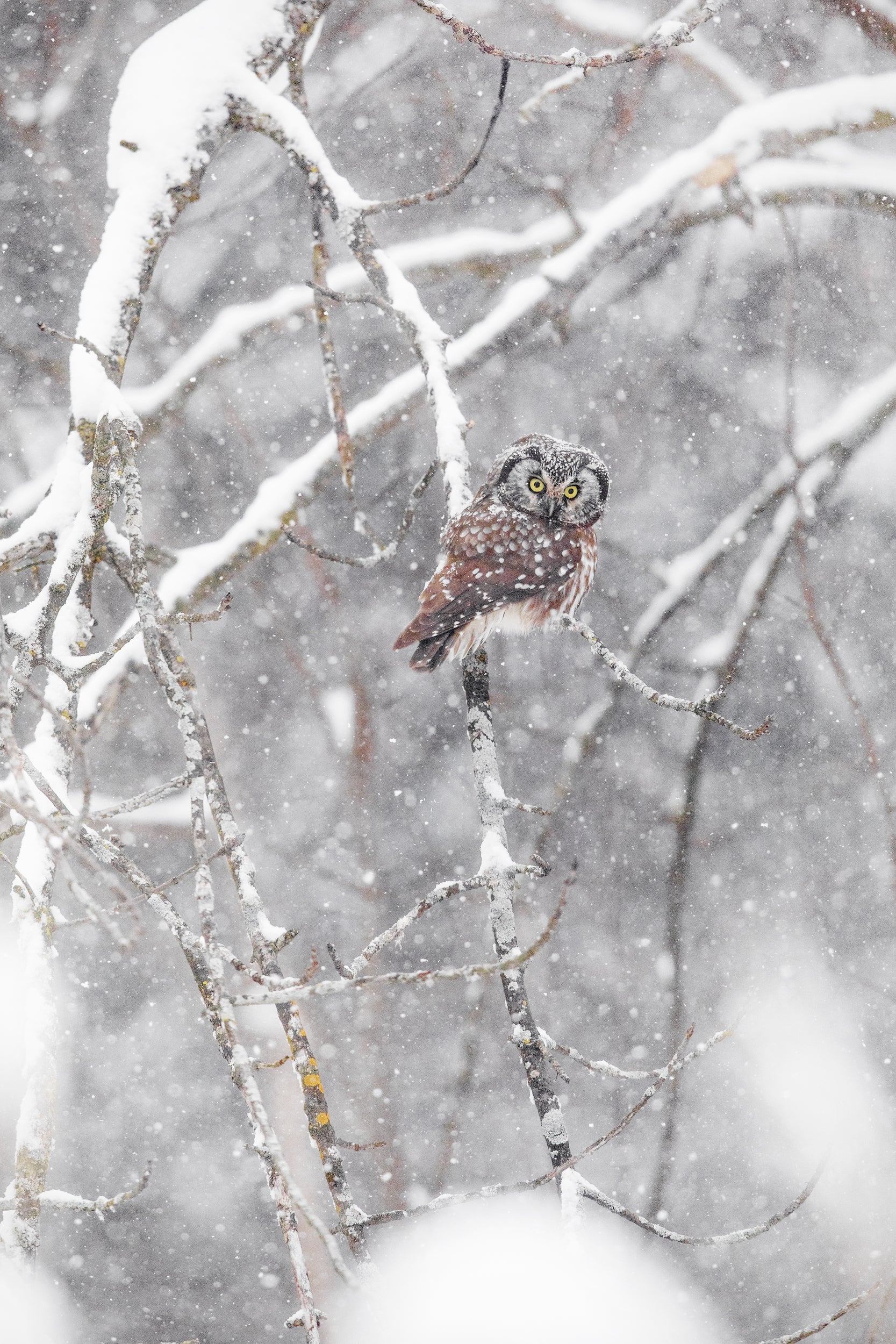 Nyctale de Tengmalm 019