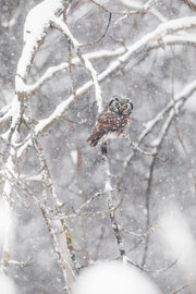 Nyctale de Tengmalm 019