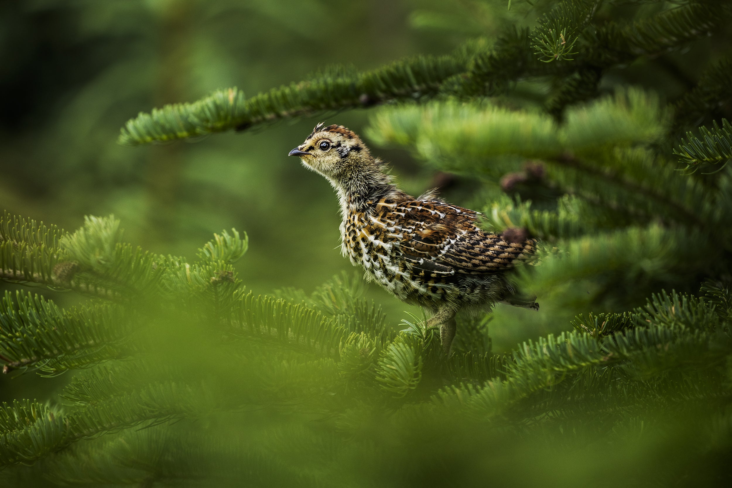 Tétras du Canada 001