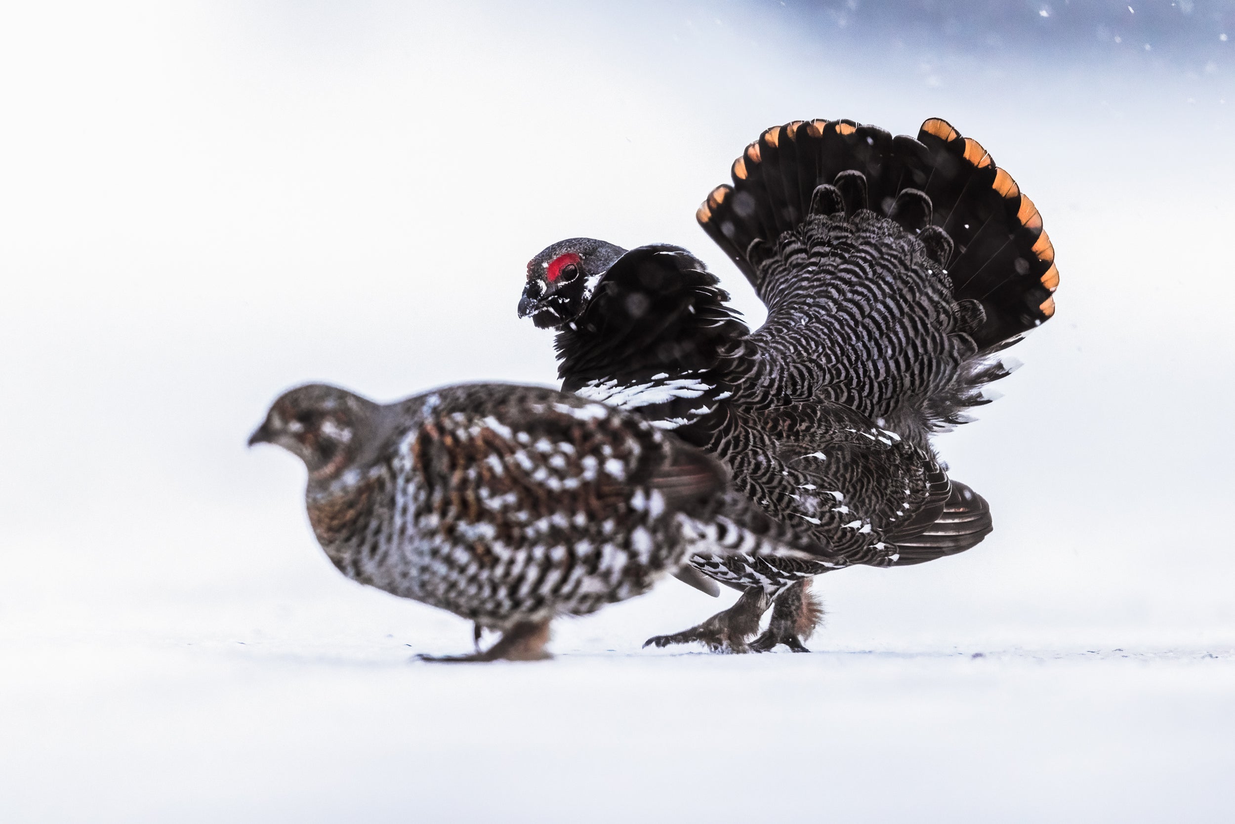 Tétras du Canada 011