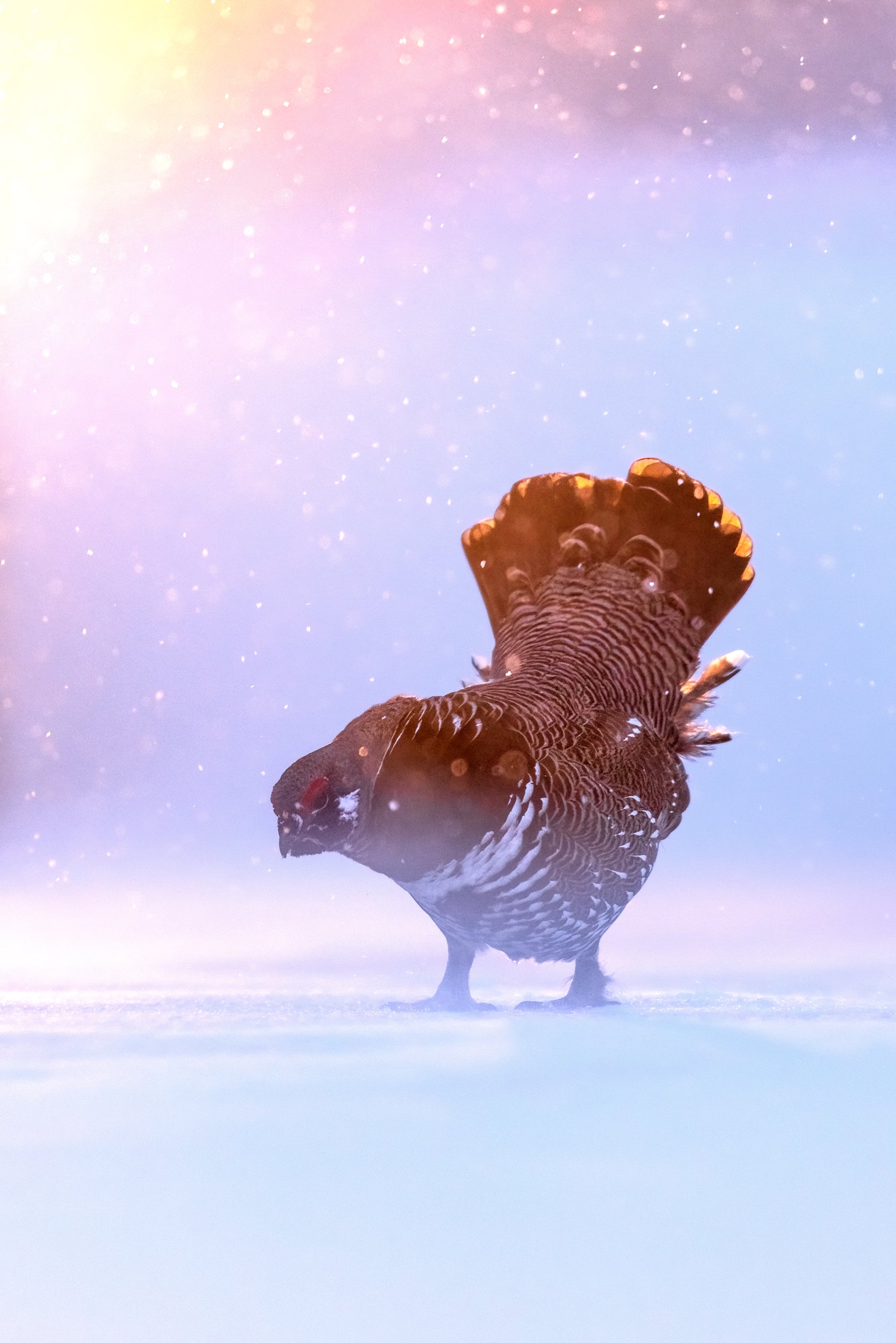 Tétras du Canada 015