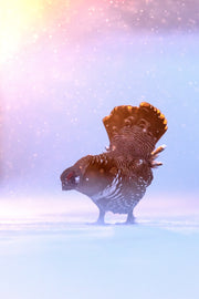 Tétras du Canada 015