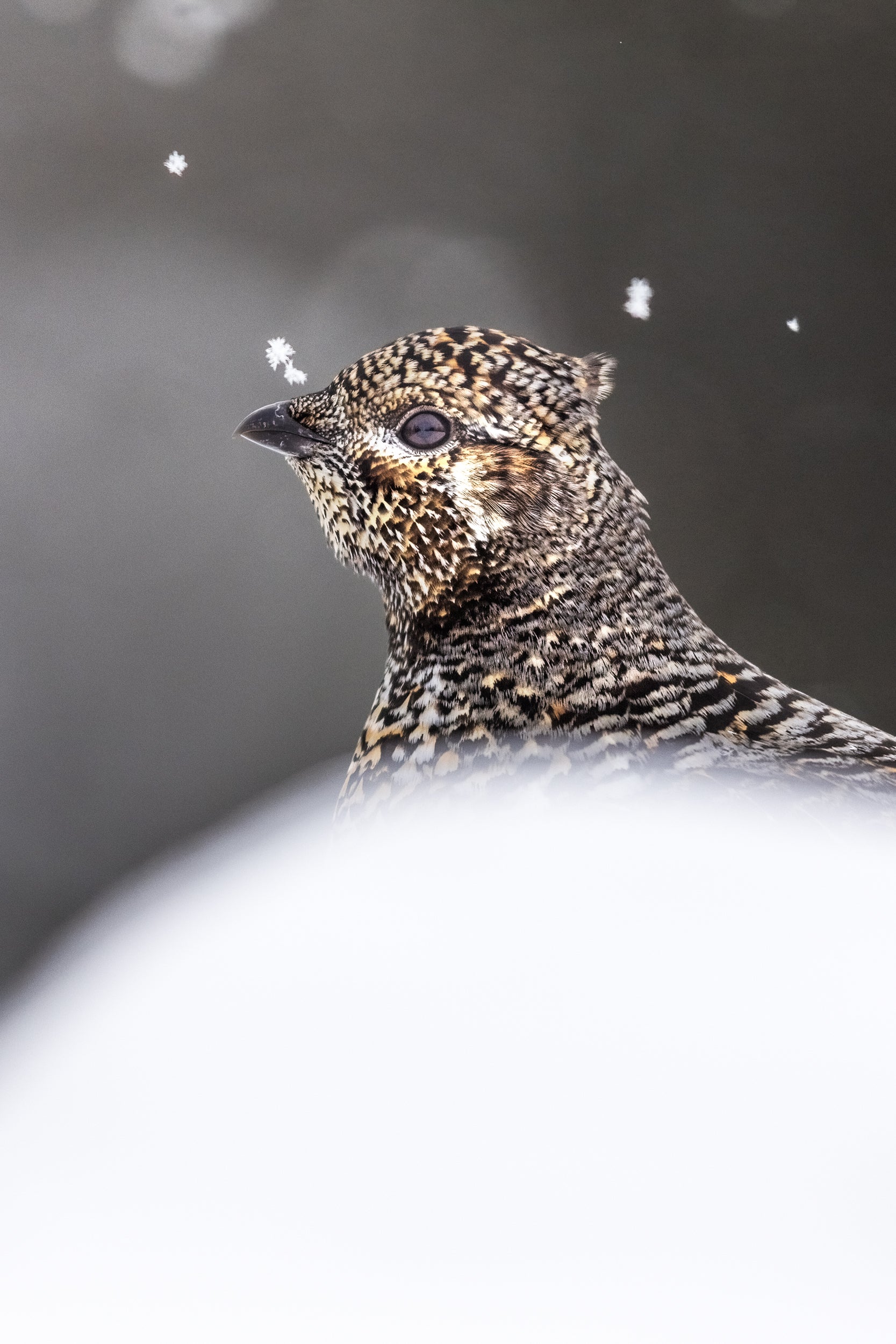 Tétras du Canada 019