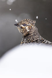 Tétras du Canada 019