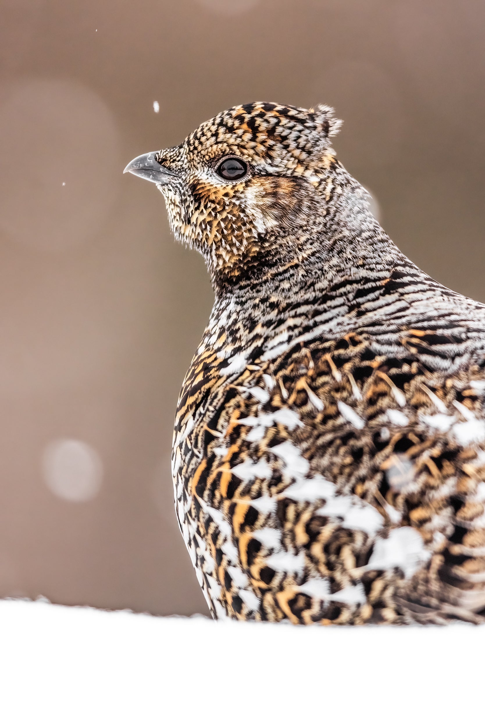 Tétras du Canada 020
