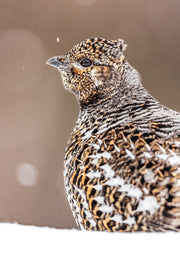 Tétras du Canada 020