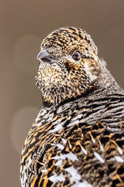 Tétras du Canada 021