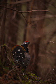 Tétras du Canada 003