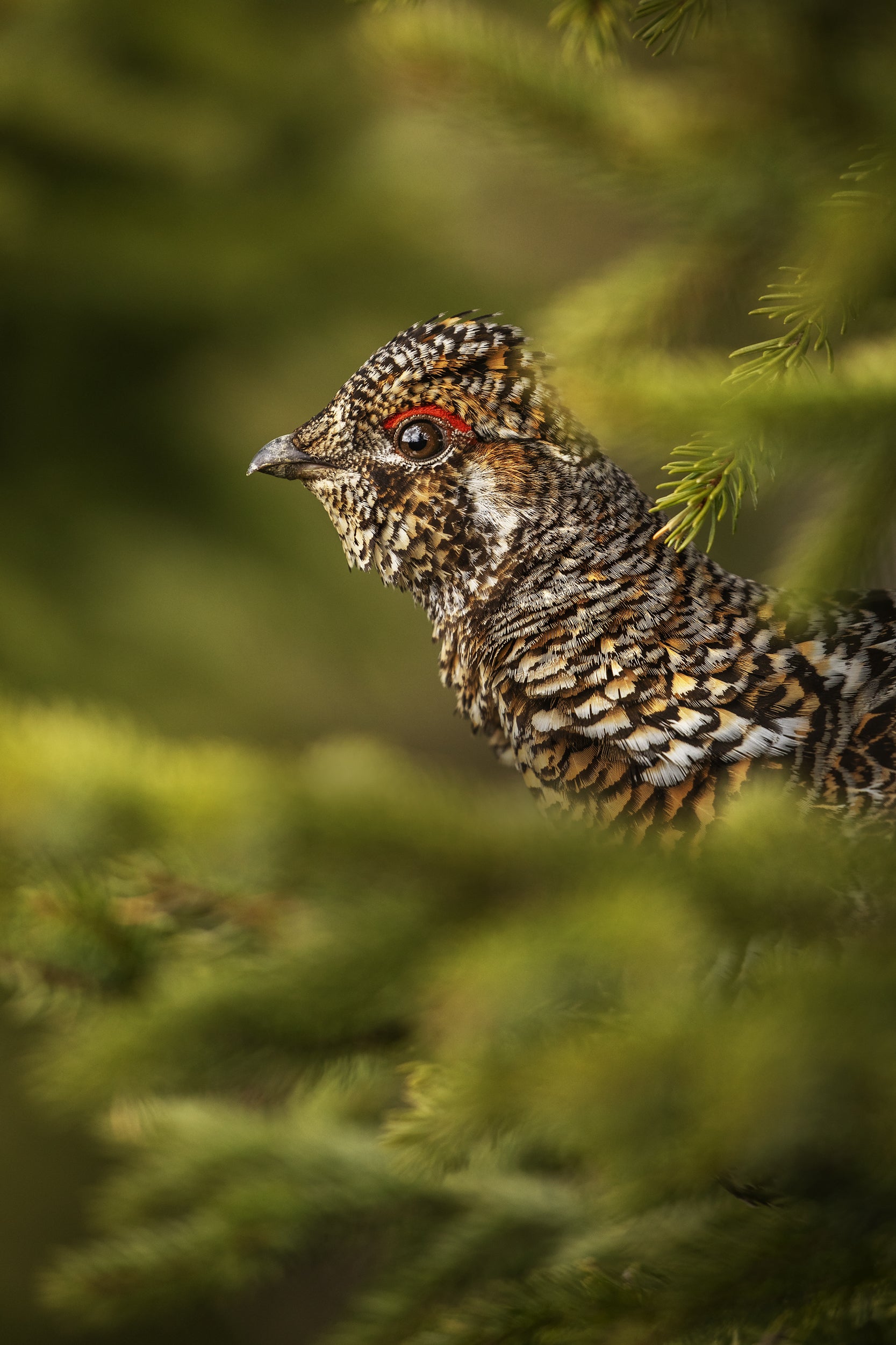 Tétras du Canada 008