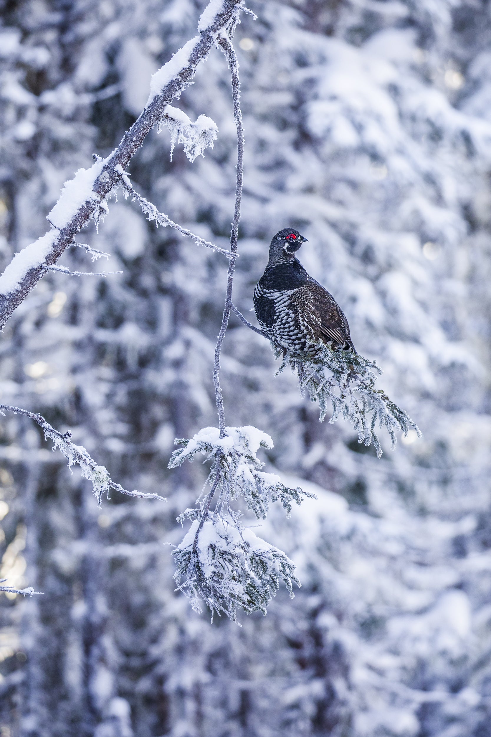 Tétras du Canada 009