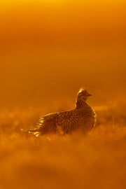 Tétras à queue fine 003