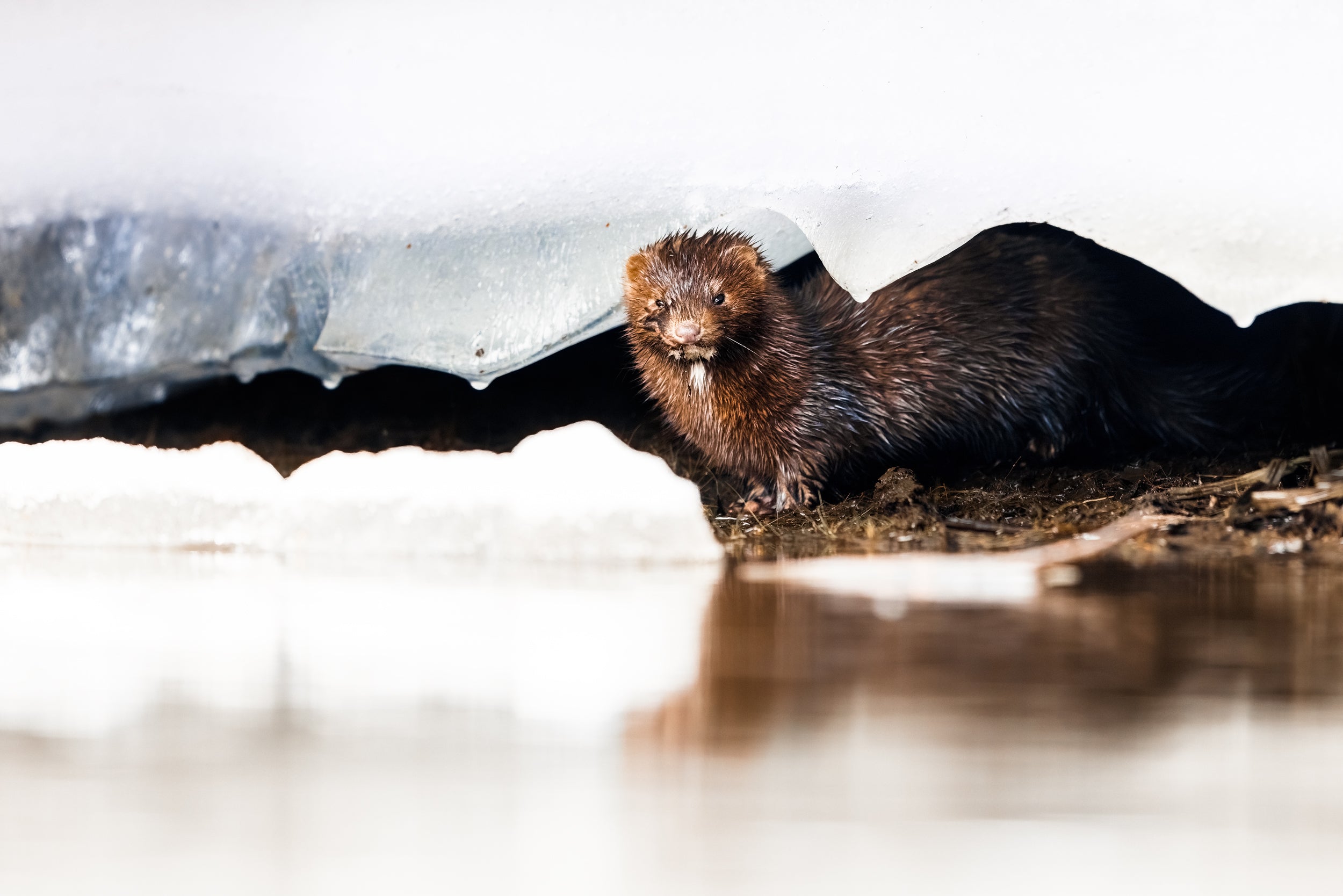 Vison d'Amérique 001