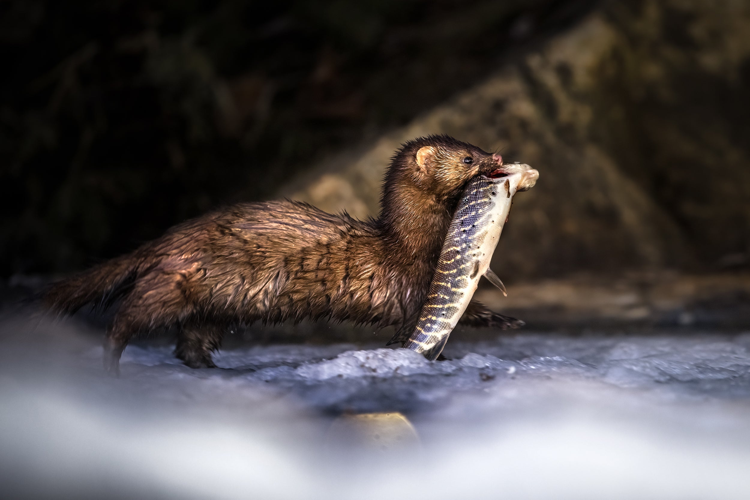 Vison d'Amérique 003