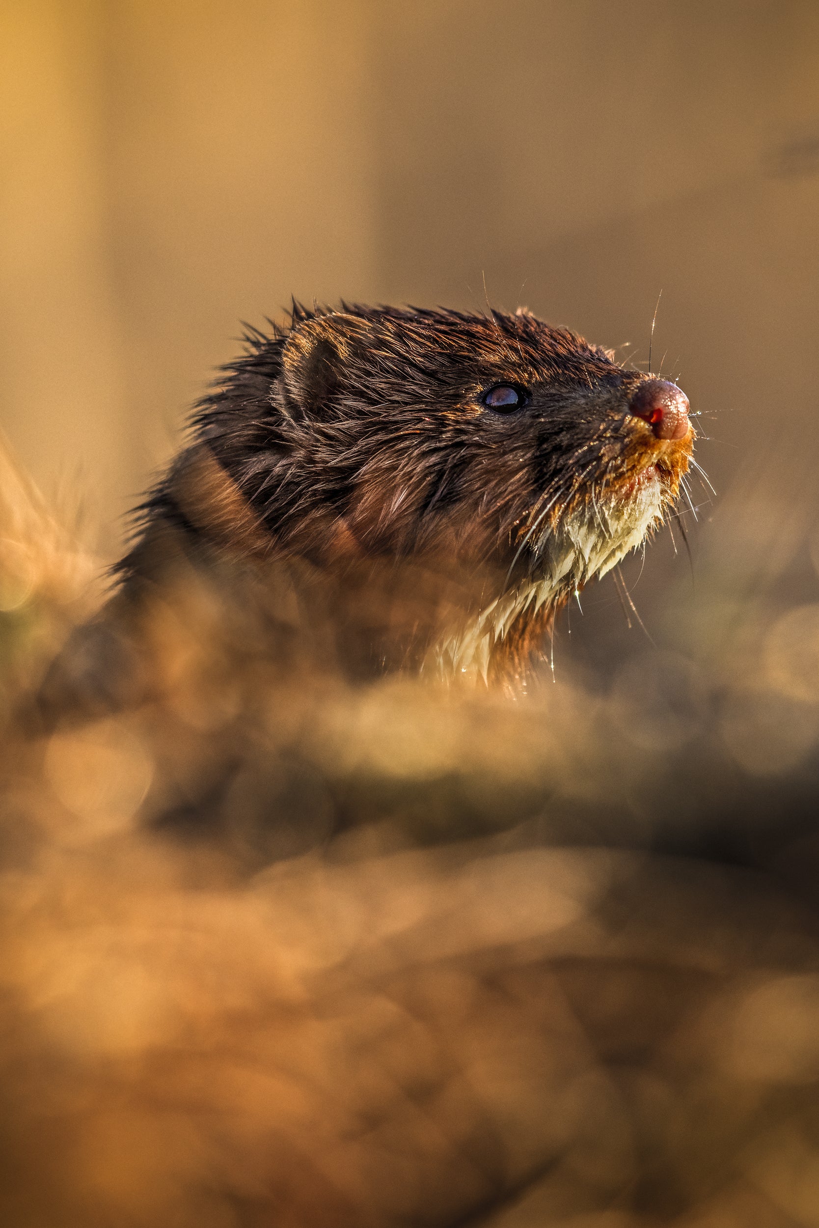 Vison d'Amérique 004