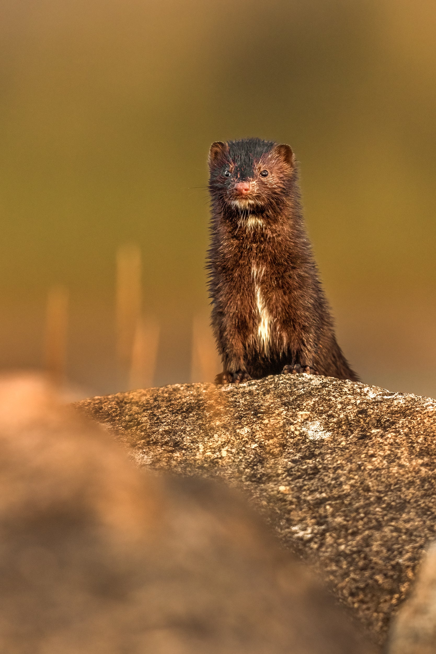 Vison d'Amérique 006