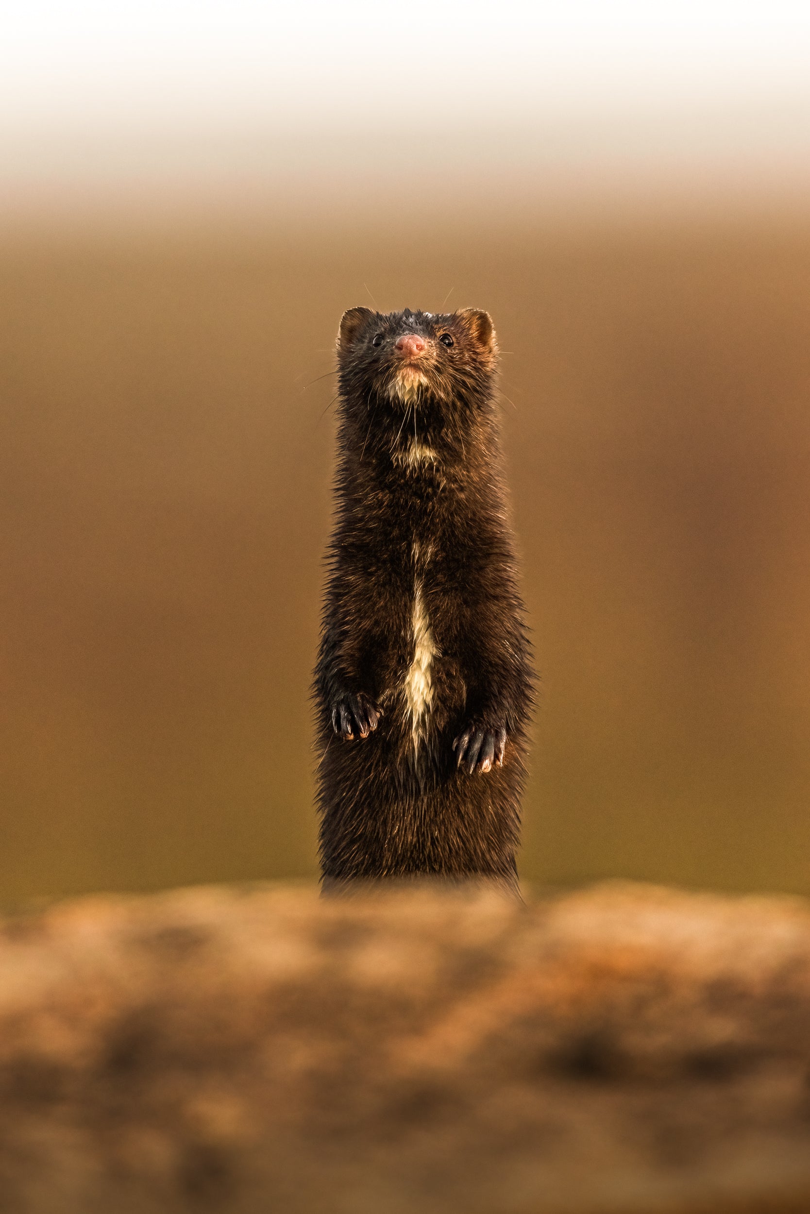 Vison d'Amérique 007