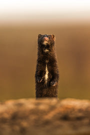 Vison d'Amérique 007