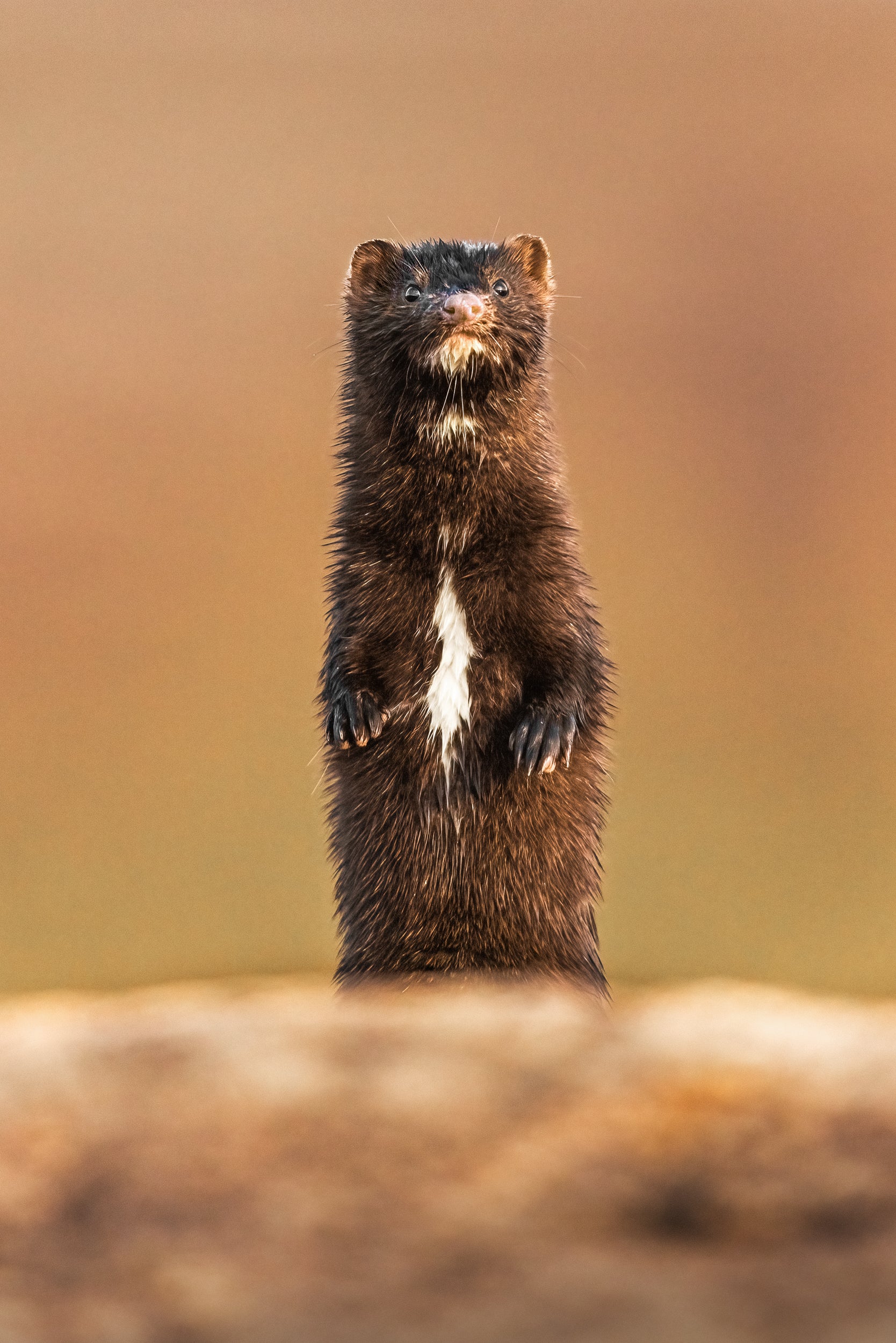 Vison d'Amérique 008