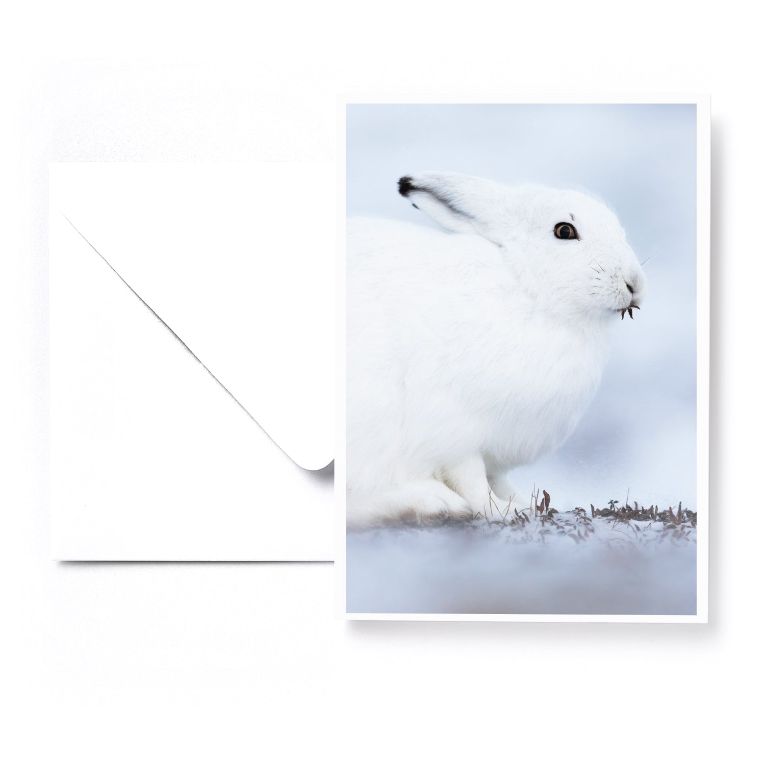 Ensemble de 5 cartes de souhaits - Artique hiver