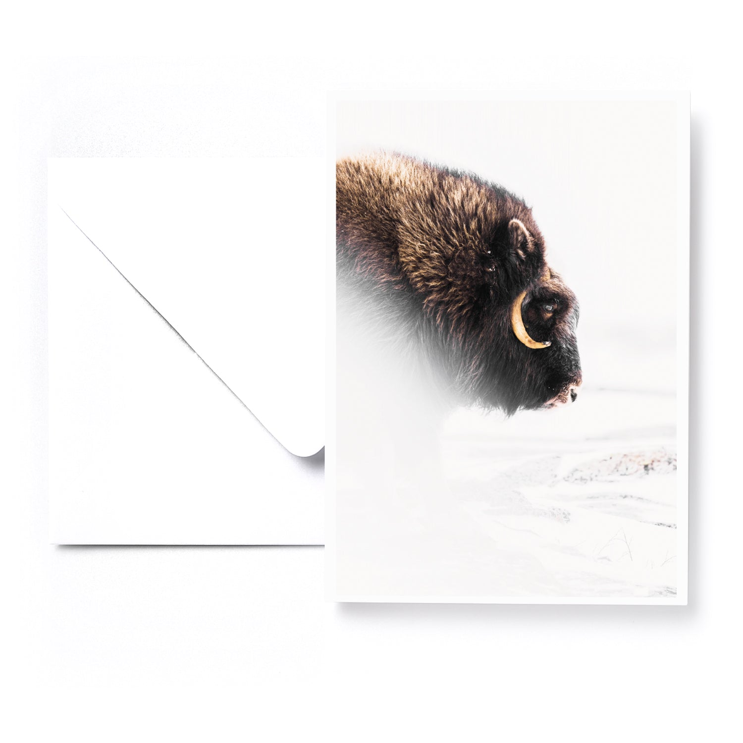 Ensemble de 5 cartes de souhaits - Artique hiver