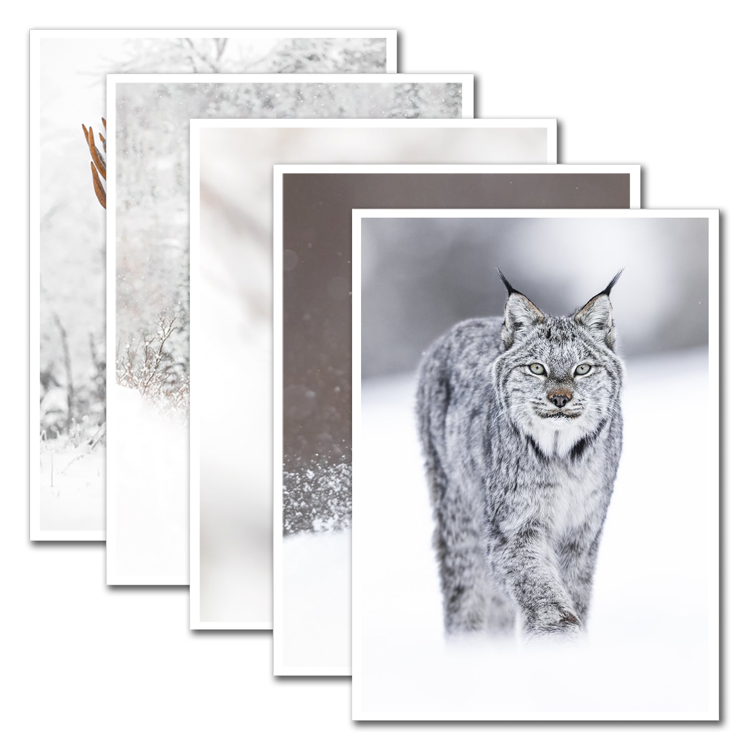 Ensemble de 5 cartes de souhaits - Boréal