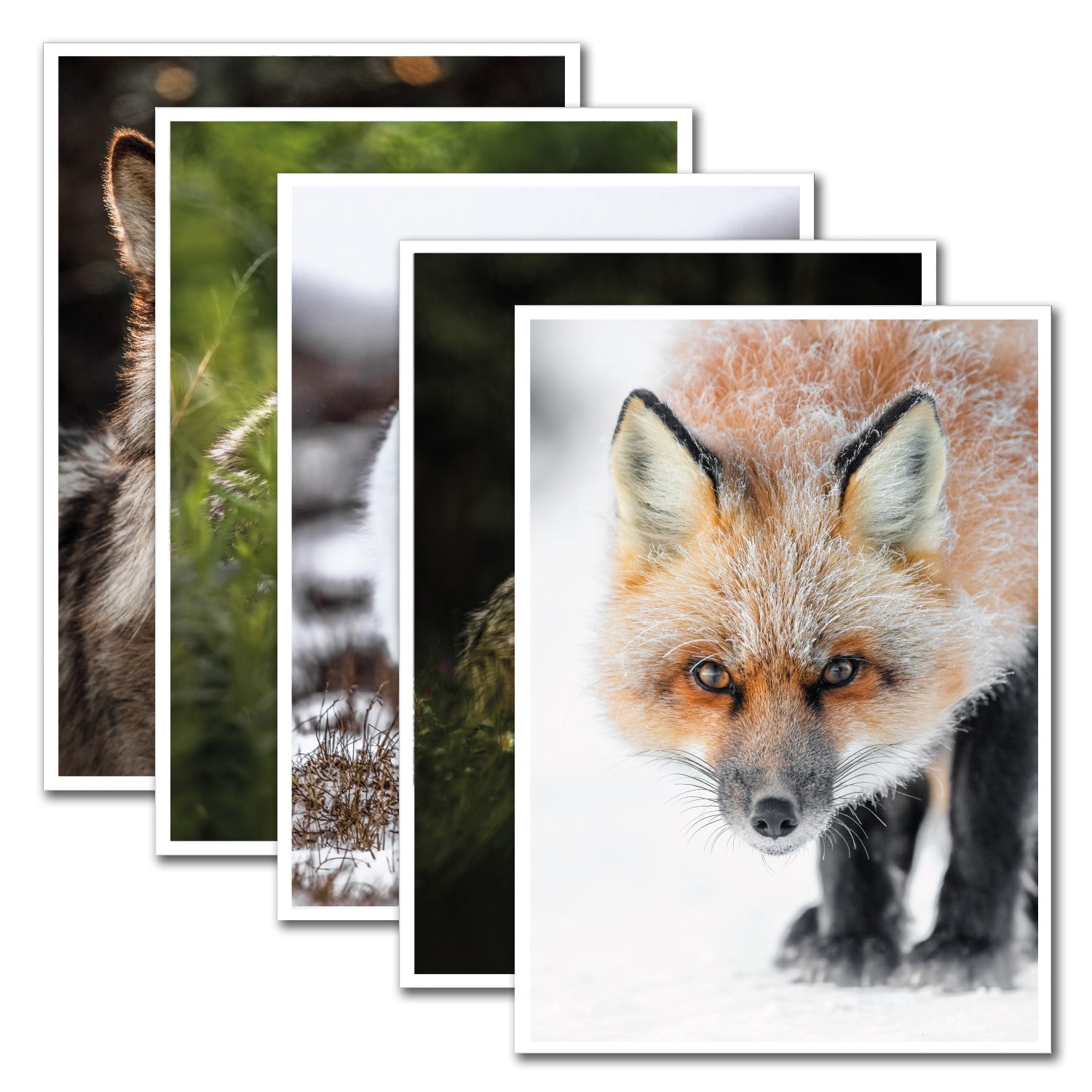 Ensemble de 5 carte de souhaits - Canidés