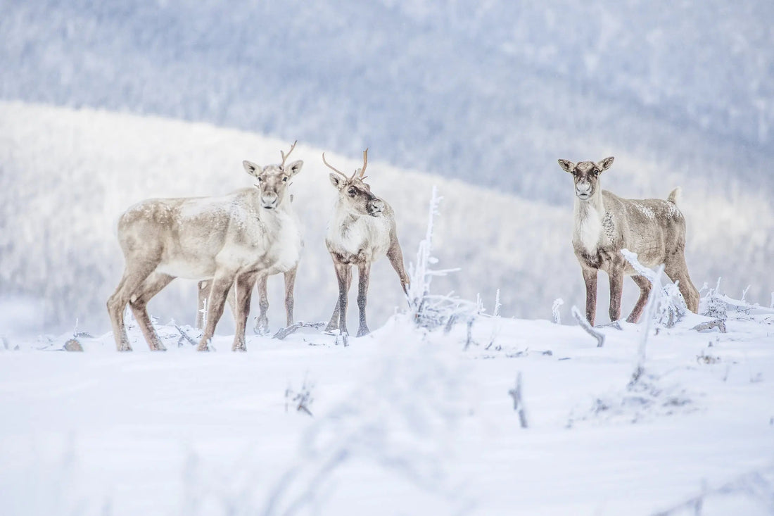Caribou montagnard de la Gaspésie : à la rencontre d’un fantôme des sommets