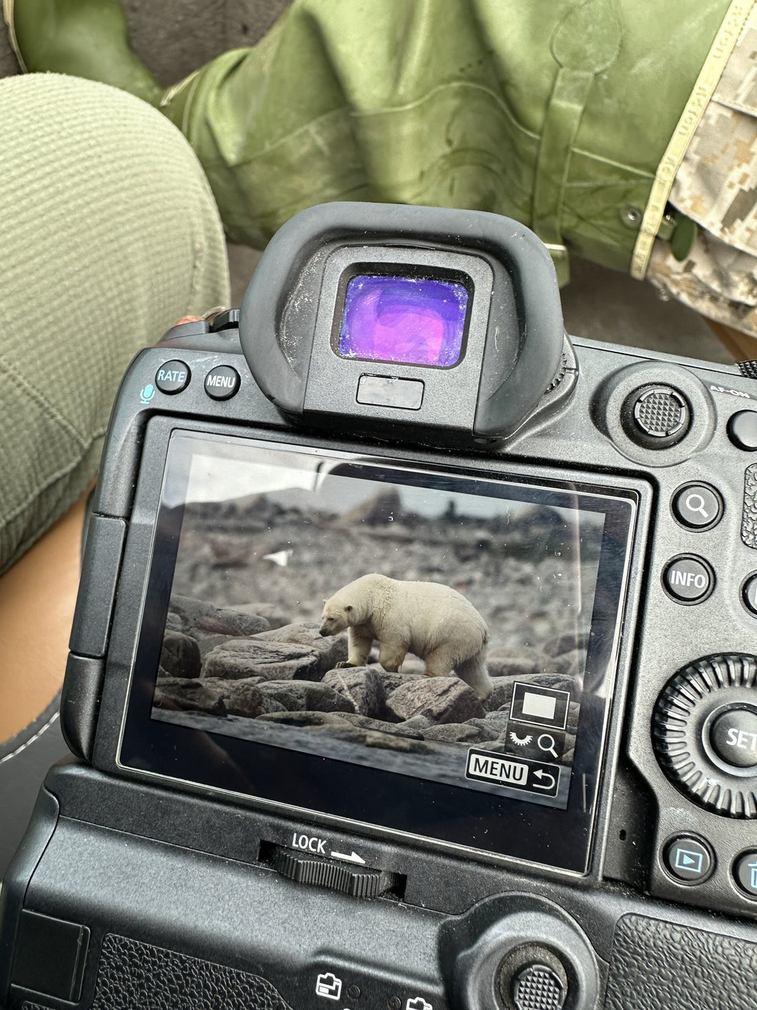 Ours blanc au Québec,  le rêve qui a changé ma façon de photographier le Nord