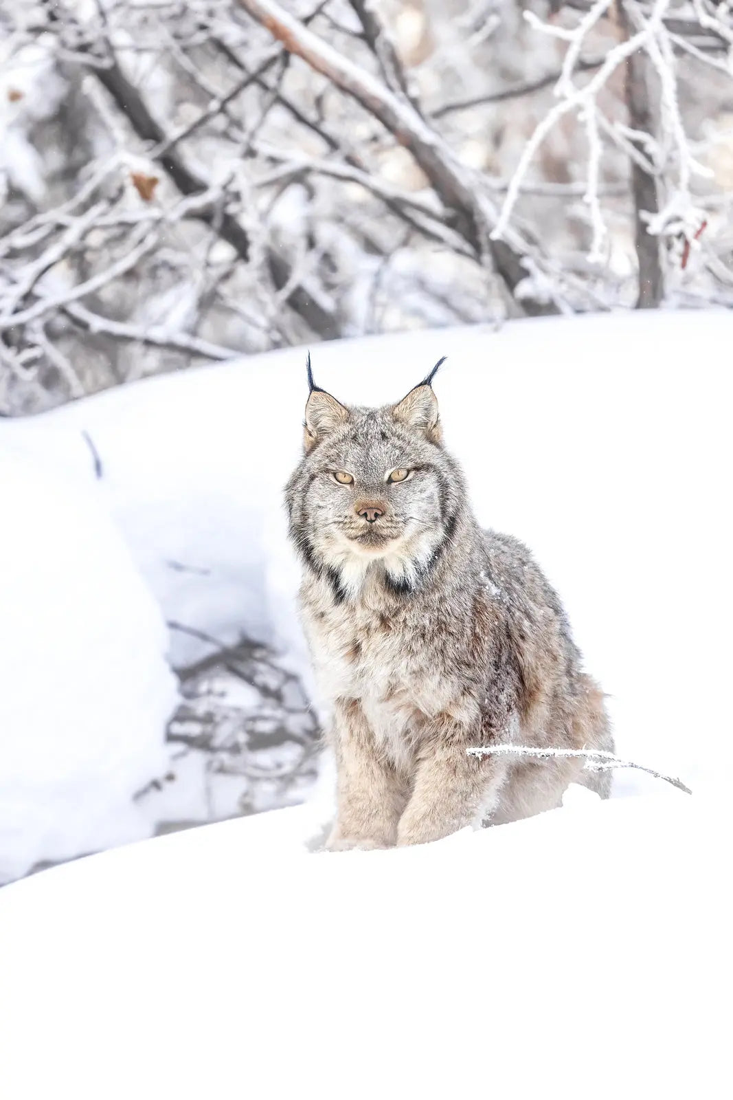 Lynx du Canada au Québec : mes rencontres les plus improbables