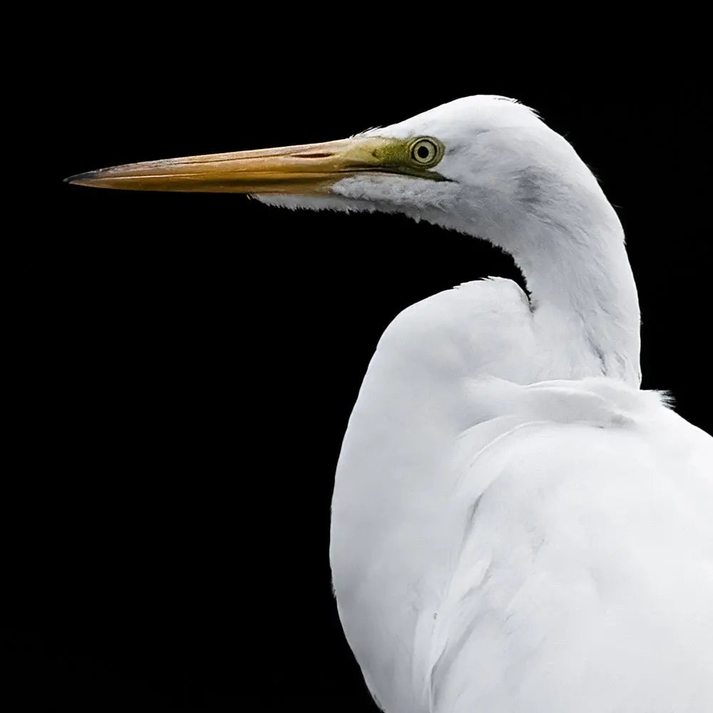 Aigrette Jean-Simon Bégin - Photographe Animalier et Artiste Peintre