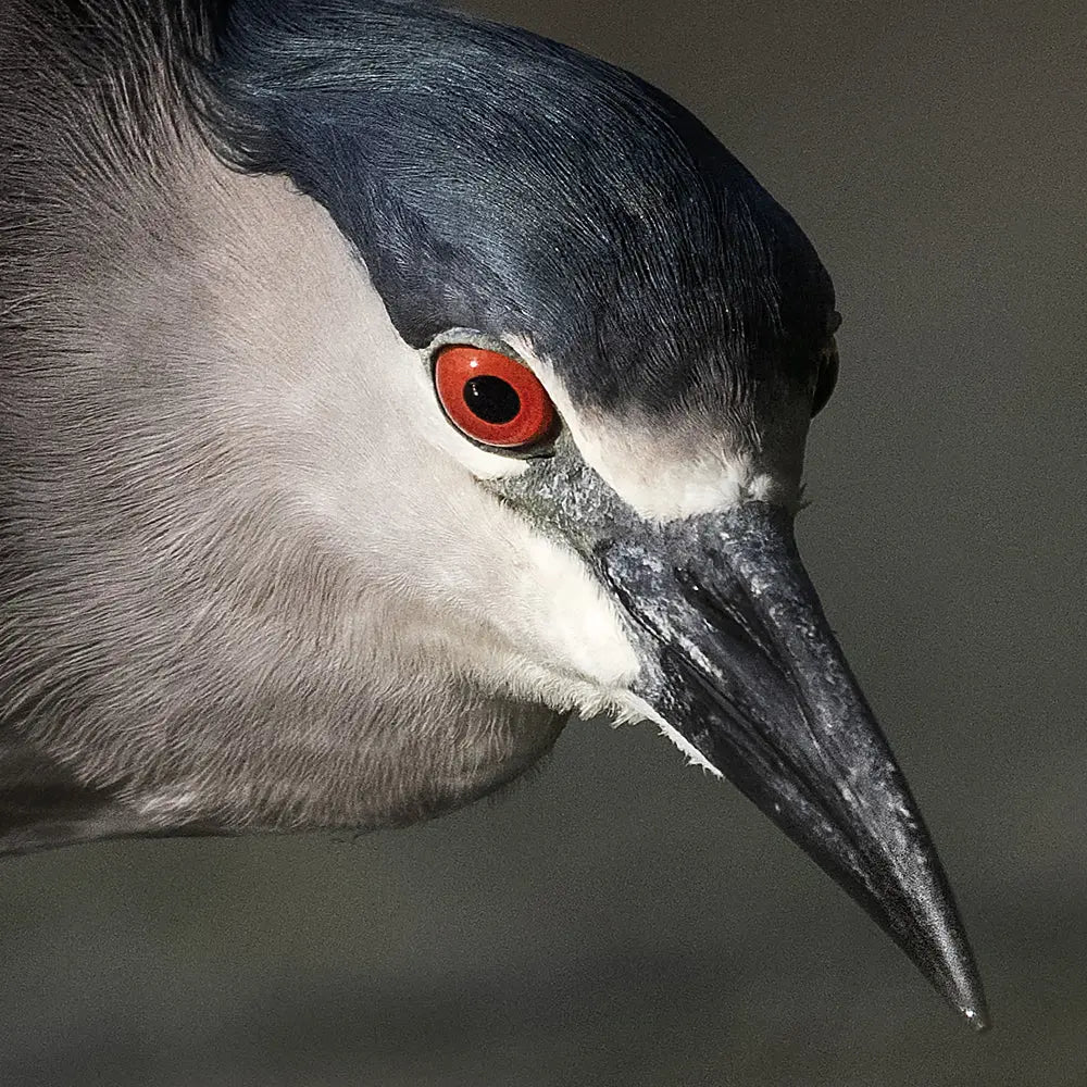 Bihoreau gris Jean-Simon Bégin - Photographe Animalier et Artiste Peintre