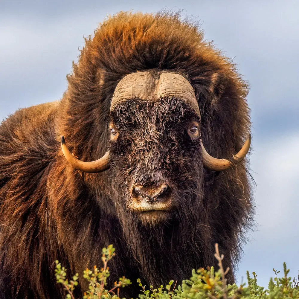 Boeuf musqué - Été Jean-Simon Bégin - Photographe Animalier et Artiste Peintre
