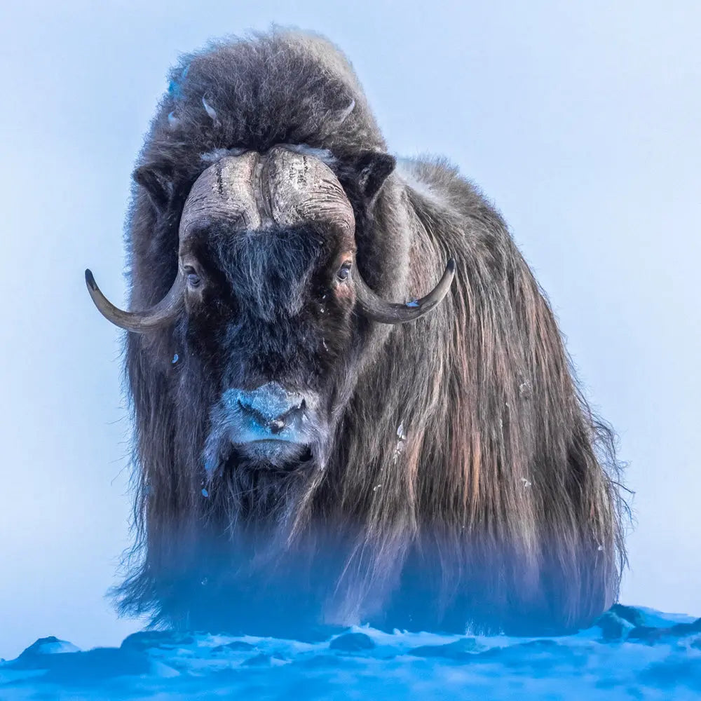 Boeuf musqué - Hiver Jean-Simon Bégin - Photographe Animalier et Artiste Peintre