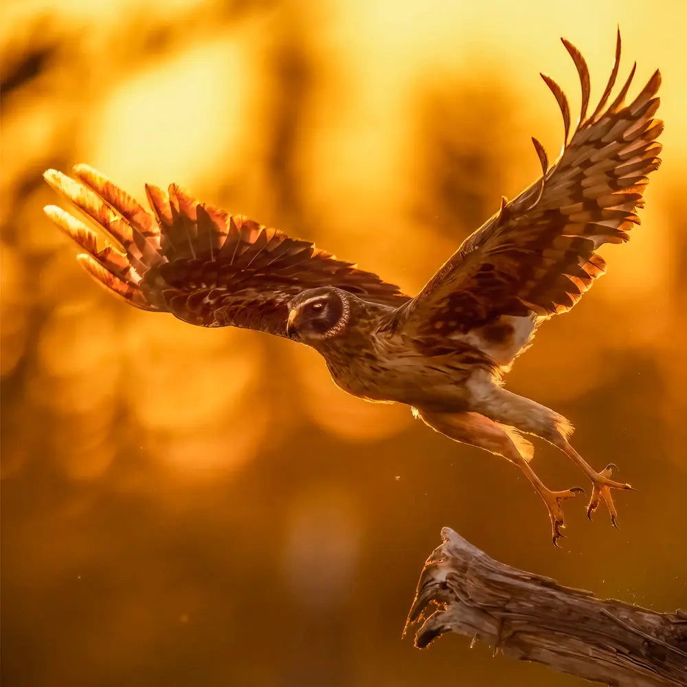 Busard Saint-Martin Jean-Simon Bégin - Photographe Animalier et Artiste Peintre