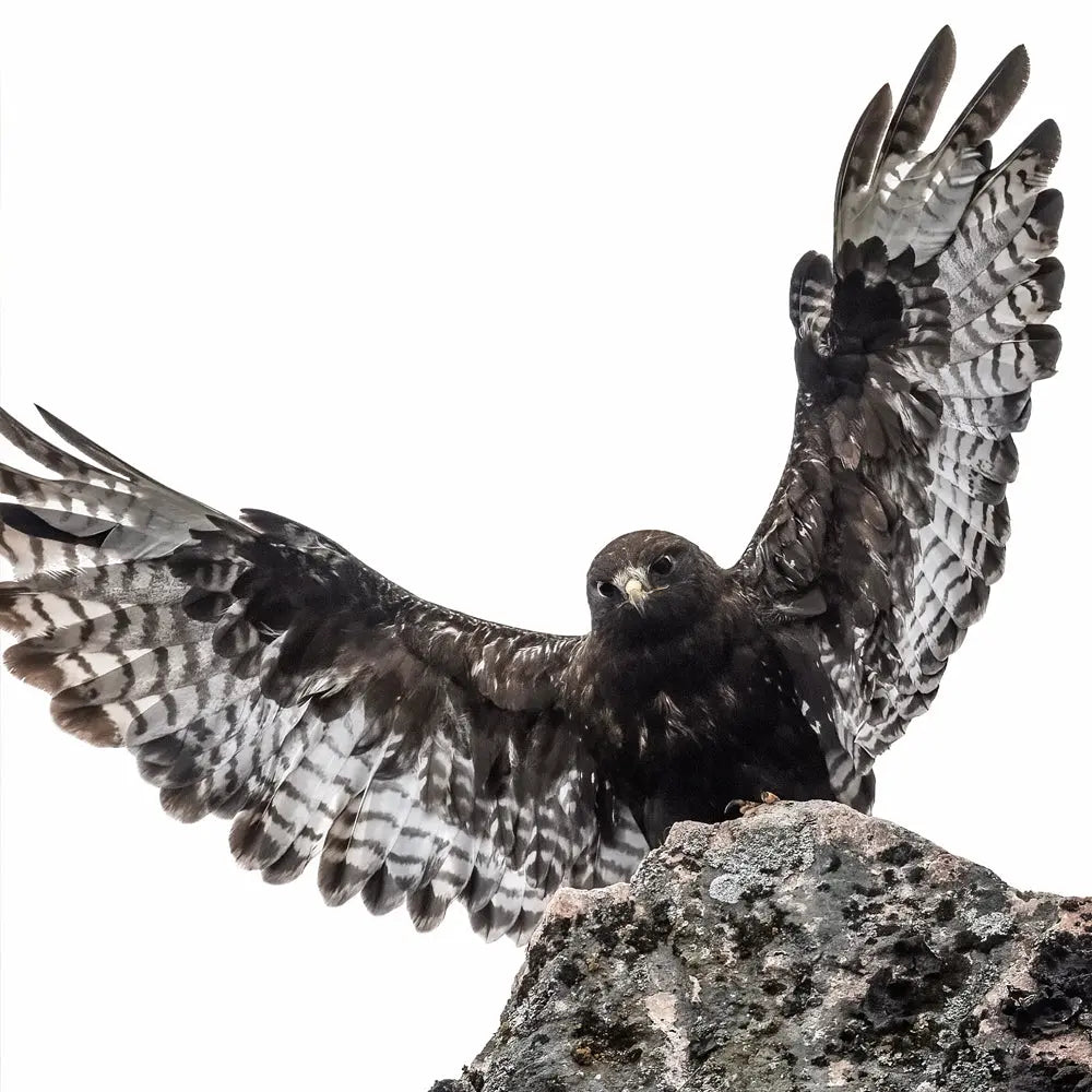 Buse-pattue Jean-Simon Bégin - Photographe Animalier et Artiste Peintre