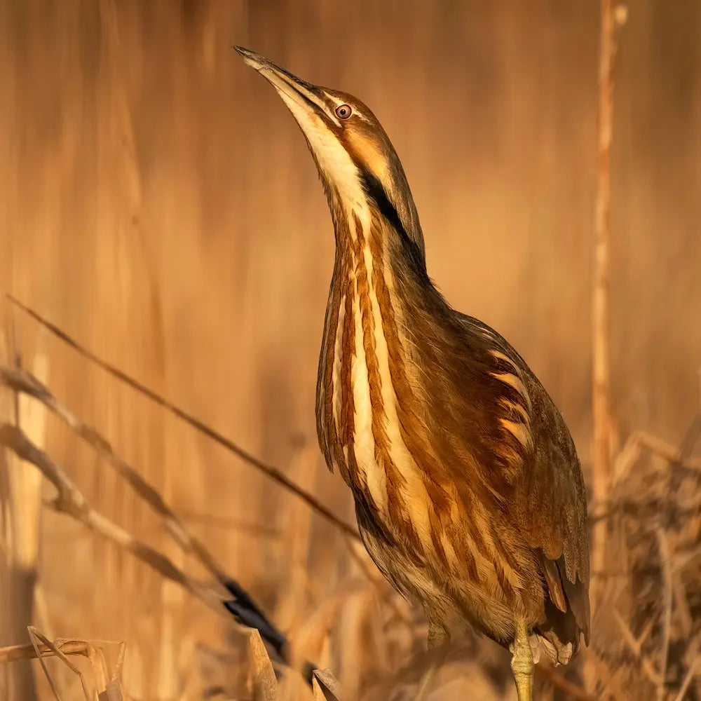 Butor d'Amérique Jean-Simon Bégin - Photographe Animalier et Artiste Peintre